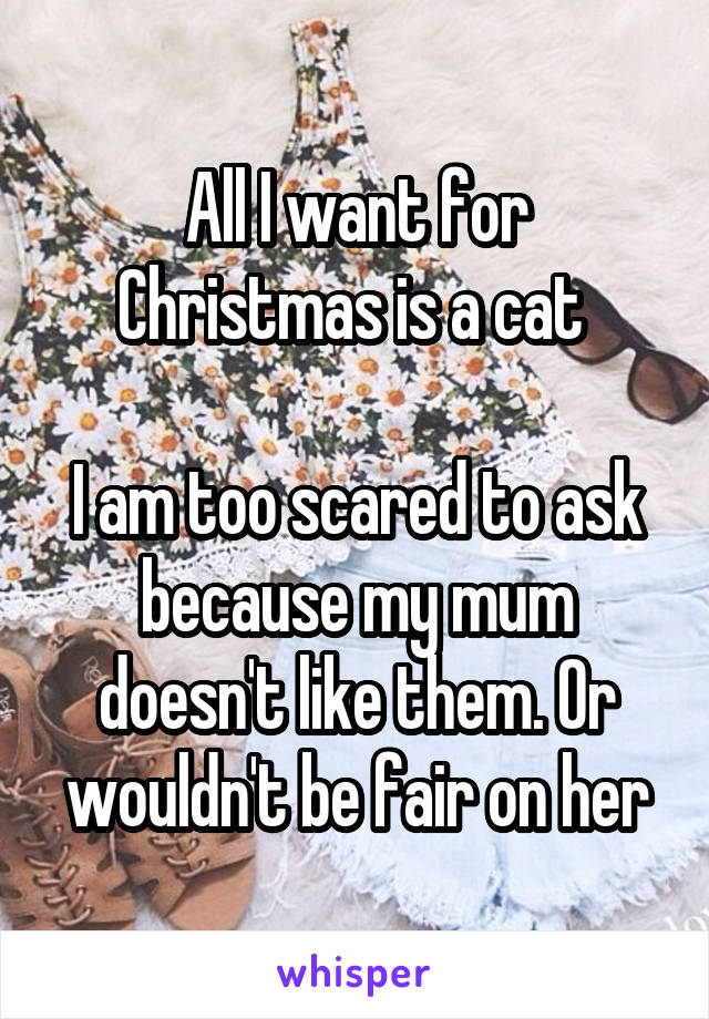 All I want for Christmas is a cat 

I am too scared to ask because my mum doesn't like them. Or wouldn't be fair on her