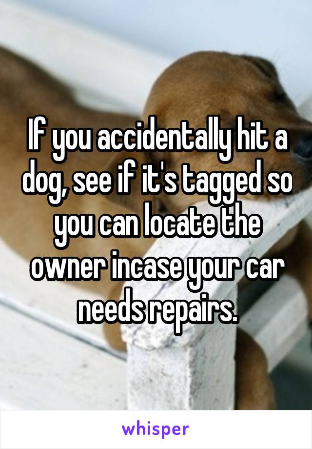 If you accidentally hit a dog, see if it's tagged so you can locate the owner incase your car needs repairs.