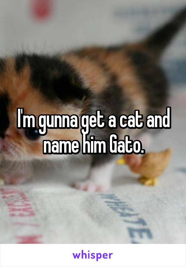 I'm gunna get a cat and name him Gato.