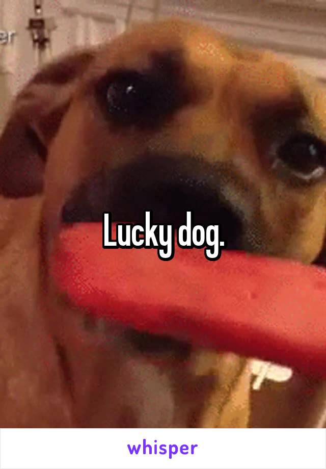 Lucky dog.