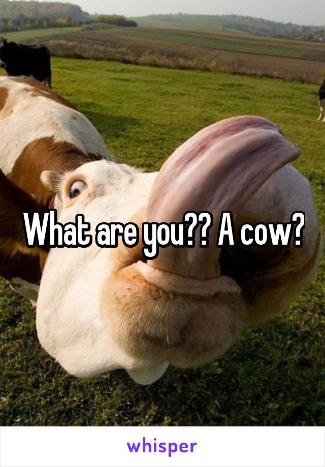 What are you?? A cow?