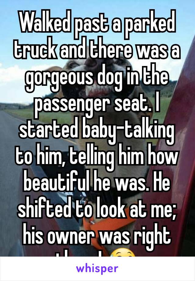 Walked past a parked truck and there was a gorgeous dog in the passenger seat. I started baby-talking to him, telling him how beautiful he was. He shifted to look at me; his owner was right there! 😅