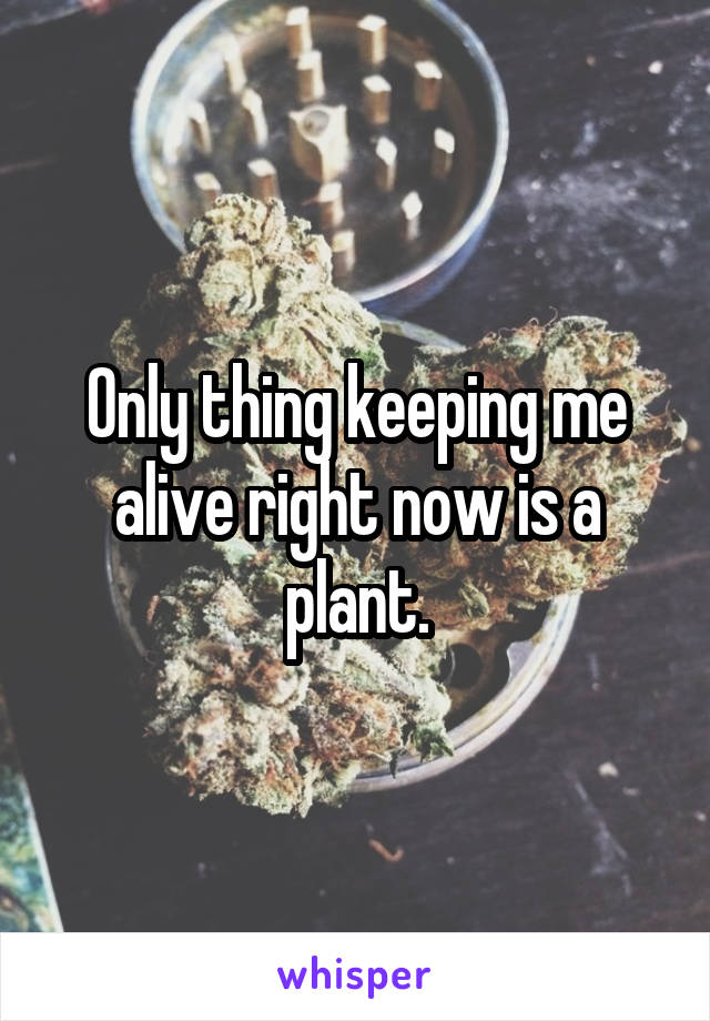 Only thing keeping me alive right now is a plant.