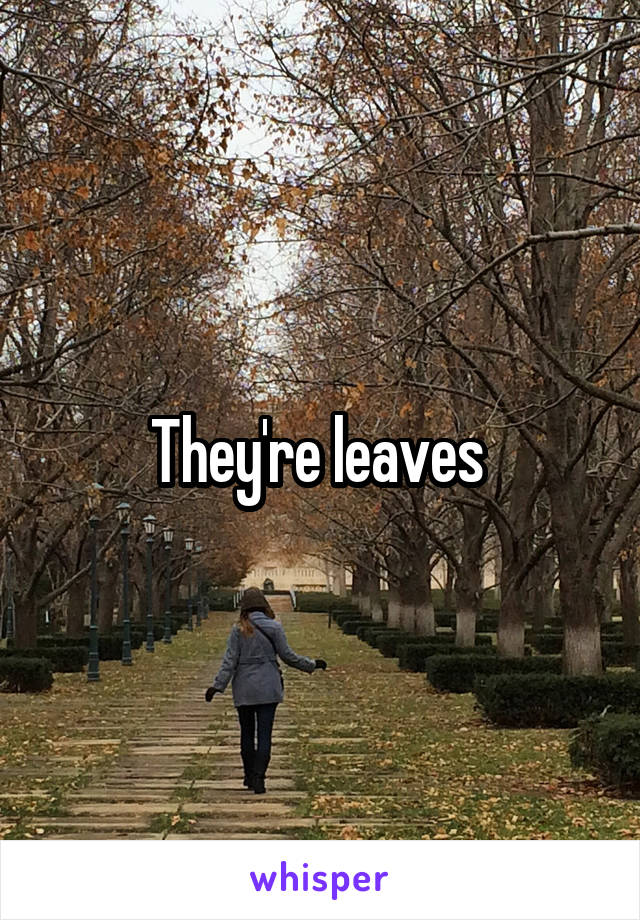 They're leaves 