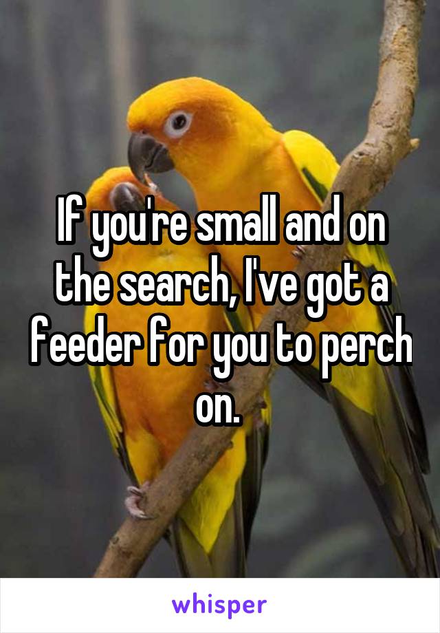 If you're small and on the search, I've got a feeder for you to perch on. 