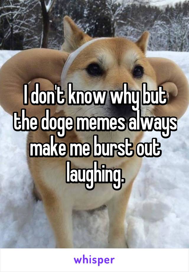 I don't know why but the doge memes always make me burst out laughing.