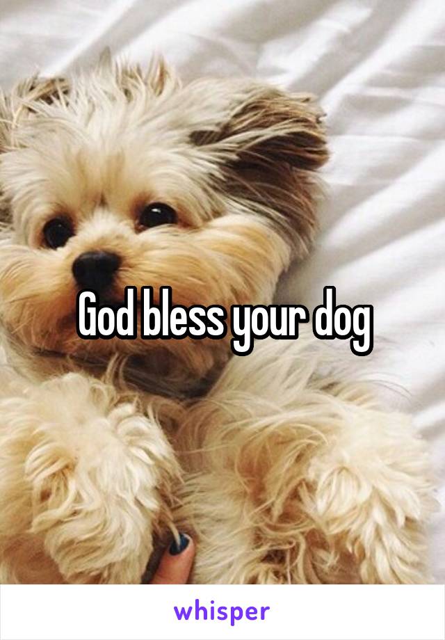God bless your dog
