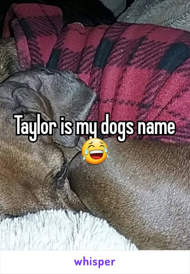 Taylor is my dogs name 😂