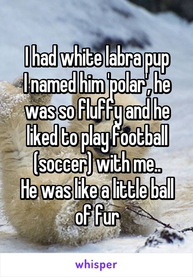 I had white labra pup
I named him 'polar', he was so fluffy and he liked to play football (soccer) with me..
He was like a little ball of fur