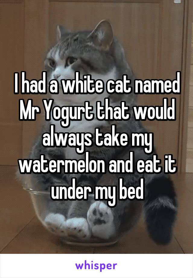 I had a white cat named Mr Yogurt that would always take my watermelon and eat it under my bed