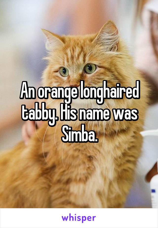 An orange longhaired tabby. His name was Simba.