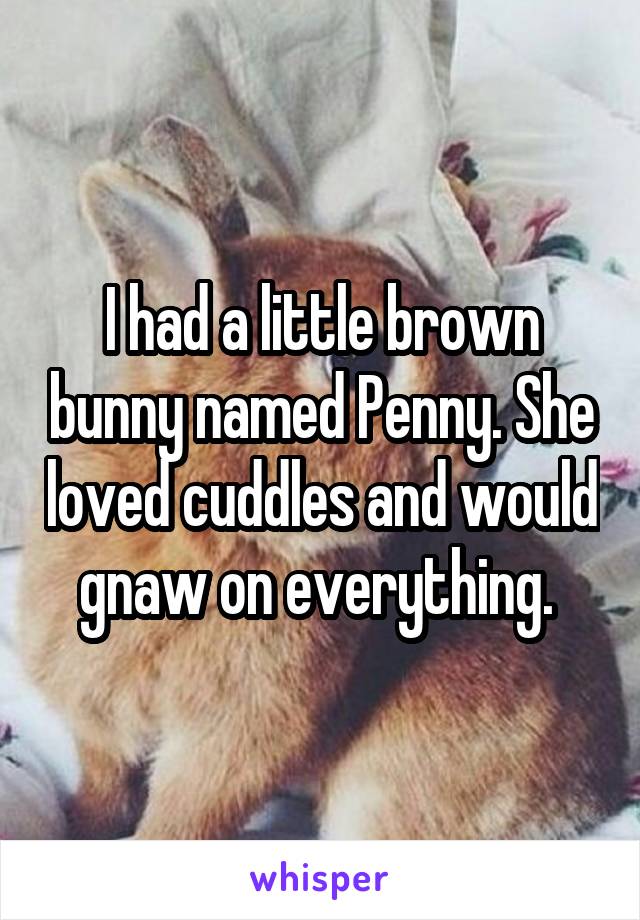 I had a little brown bunny named Penny. She loved cuddles and would gnaw on everything. 
