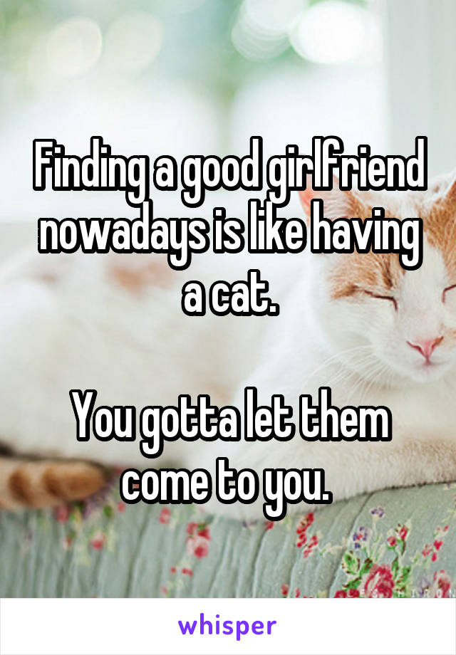 Finding a good girlfriend nowadays is like having a cat.

You gotta let them come to you. 