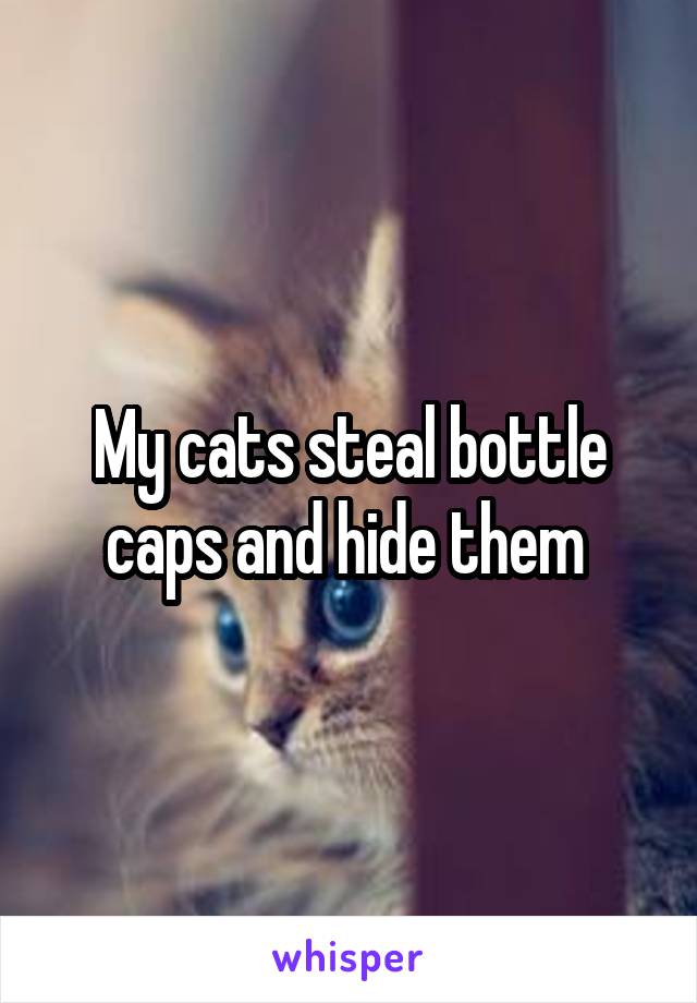 My cats steal bottle caps and hide them 