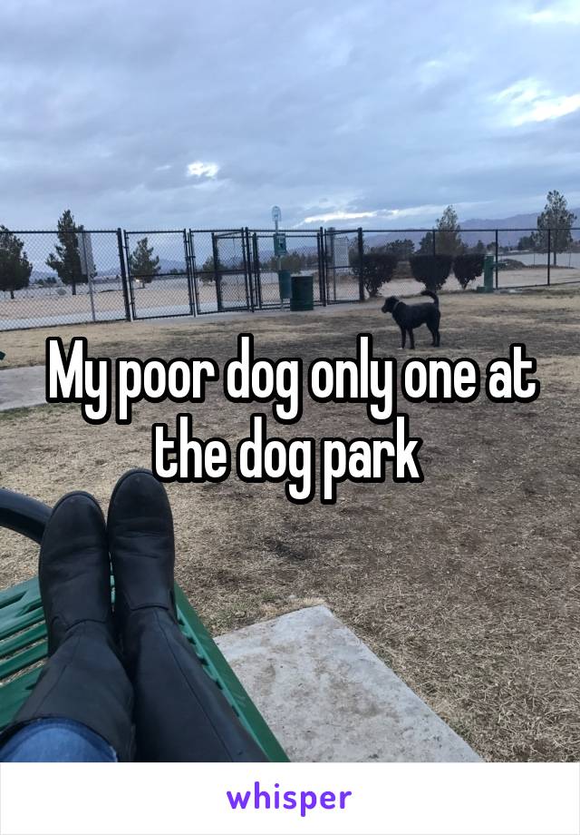 My poor dog only one at the dog park 