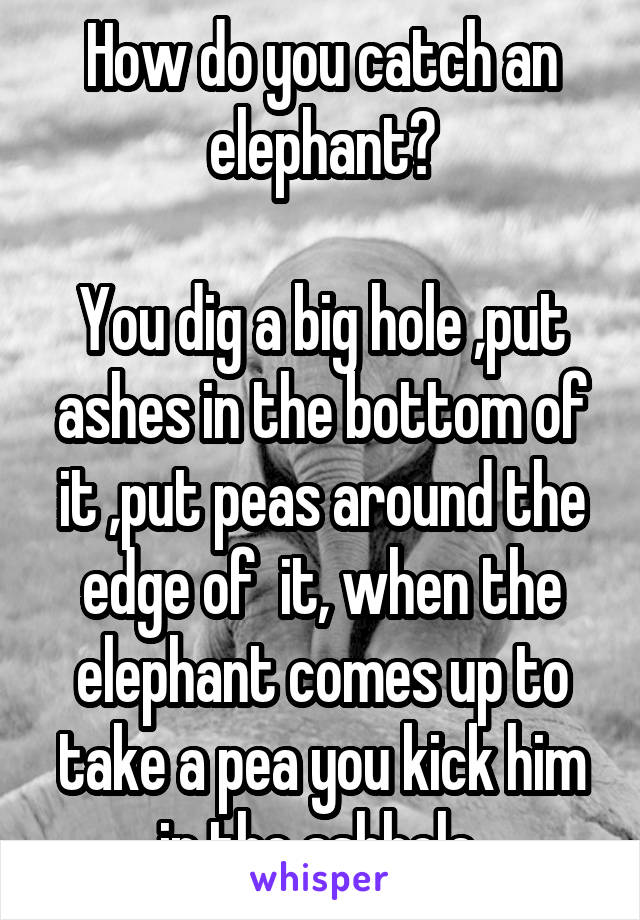 How do you catch an elephant?

You dig a big hole ,put ashes in the bottom of it ,put peas around the edge of  it, when the elephant comes up to take a pea you kick him in the ashhole 