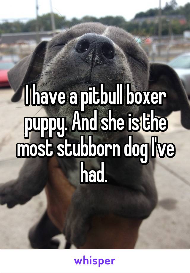 I have a pitbull boxer puppy. And she is the most stubborn dog I've had. 