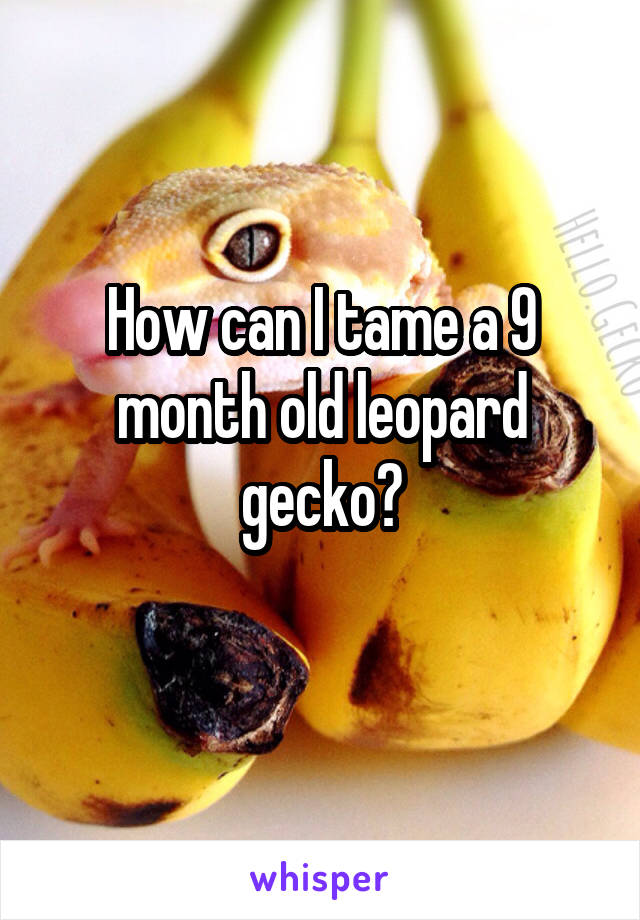 How can I tame a 9 month old leopard gecko?
