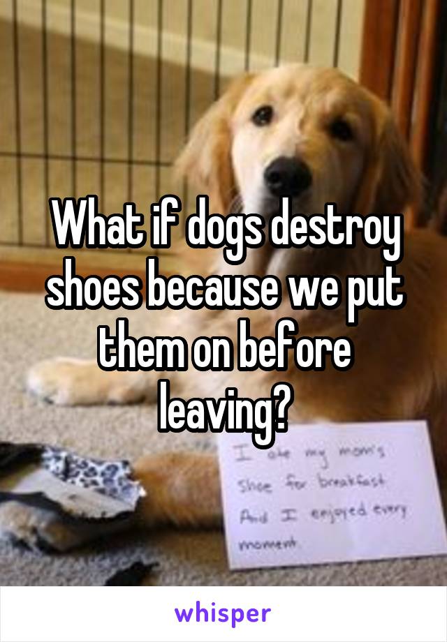 What if dogs destroy shoes because we put them on before leaving?