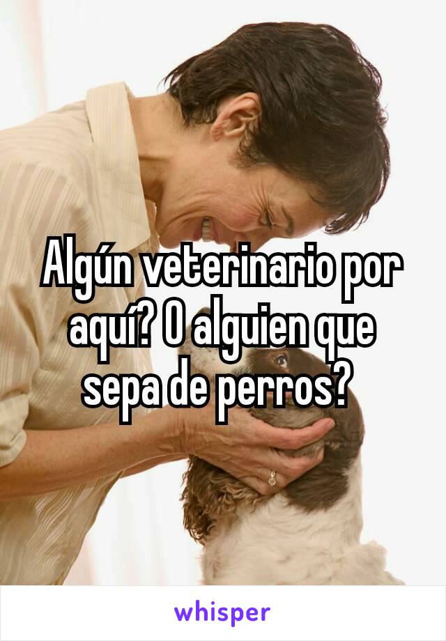 Algún veterinario por aquí? O alguien que sepa de perros? 