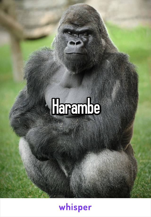 Harambe