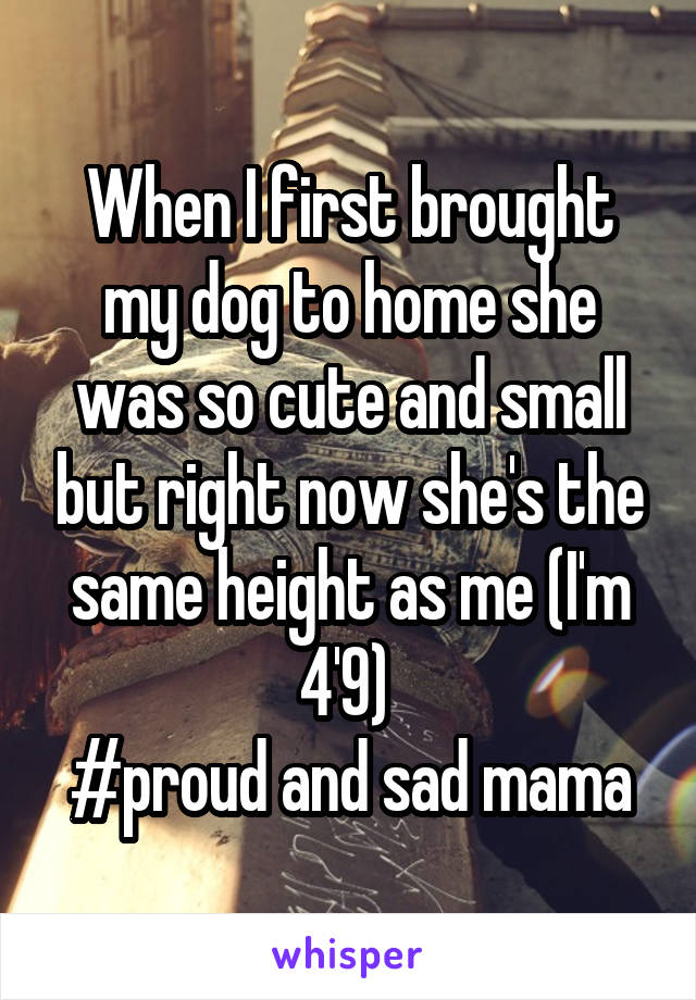 When I first brought my dog to home she was so cute and small but right now she's the same height as me (I'm 4'9) 
#proud and sad mama