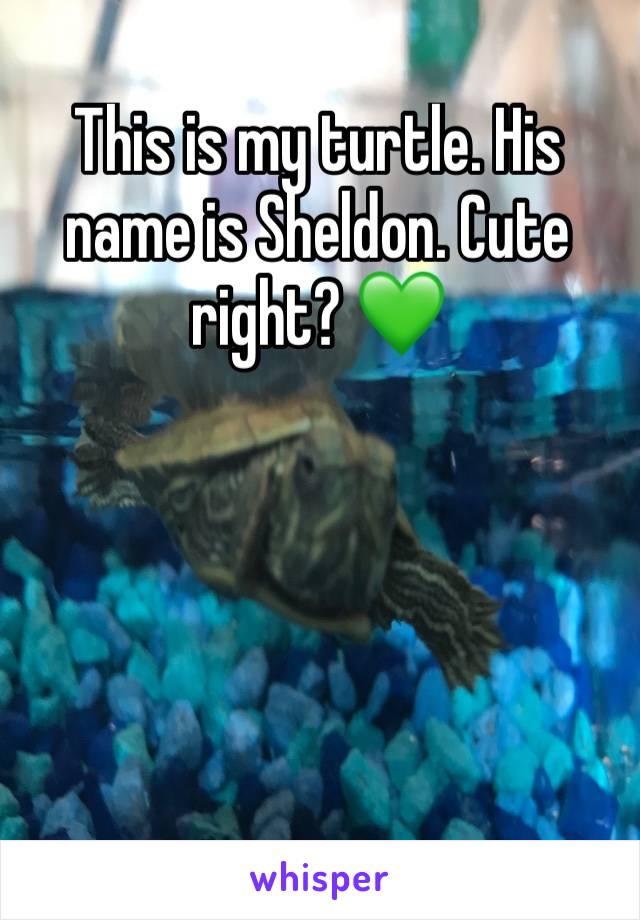 This is my turtle. His name is Sheldon. Cute right? 💚