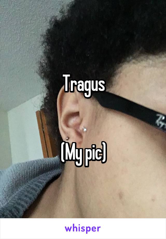 Tragus


(My pic)