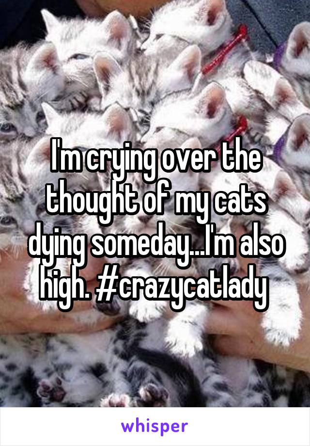 I'm crying over the thought of my cats dying someday...I'm also high. #crazycatlady 