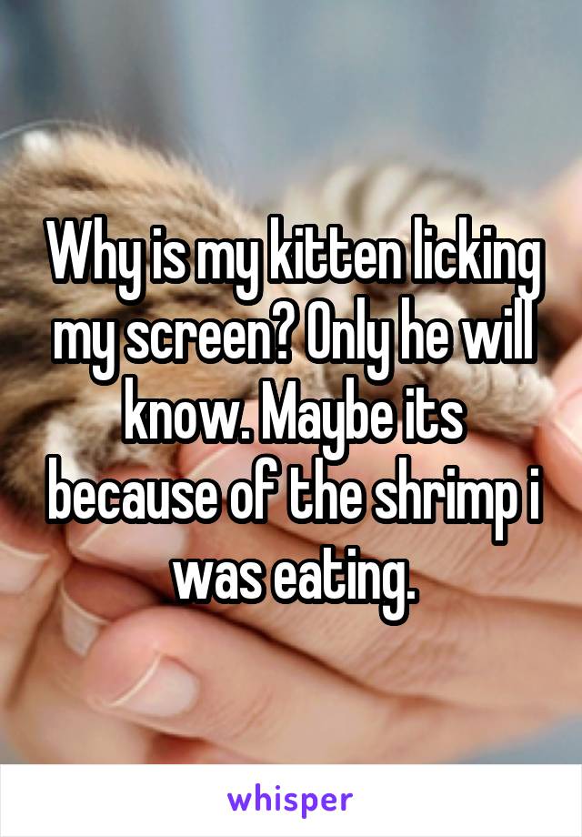 Why is my kitten licking my screen? Only he will know. Maybe its because of the shrimp i was eating.