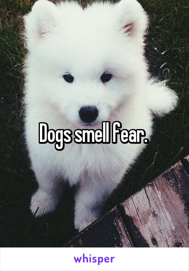 Dogs smell fear. 