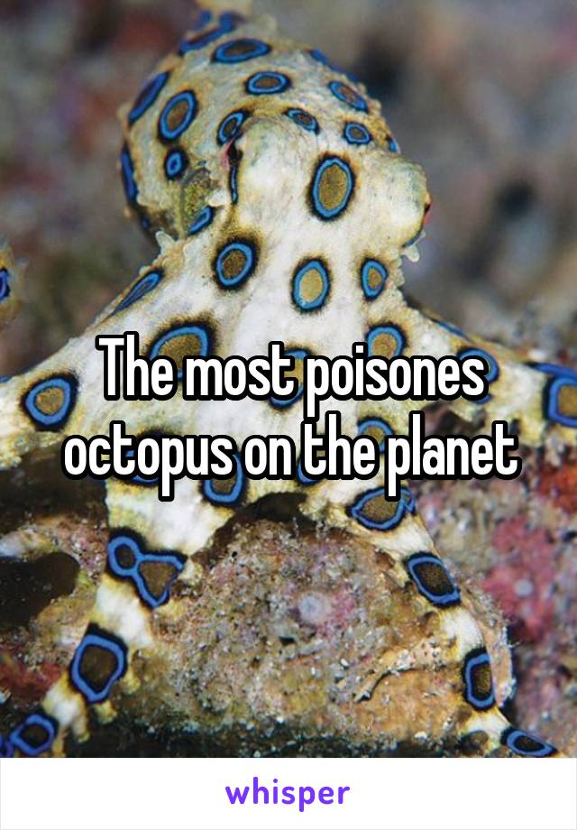 The most poisones octopus on the planet