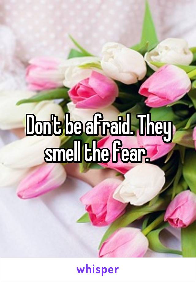 Don't be afraid. They smell the fear. 