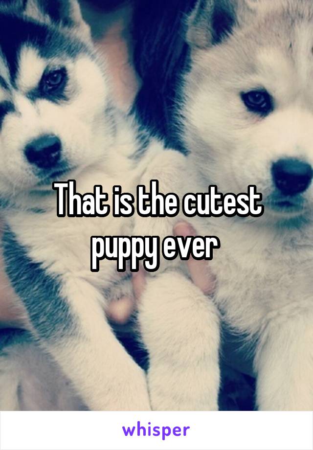 That is the cutest puppy ever 