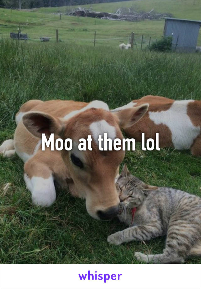 Moo at them lol