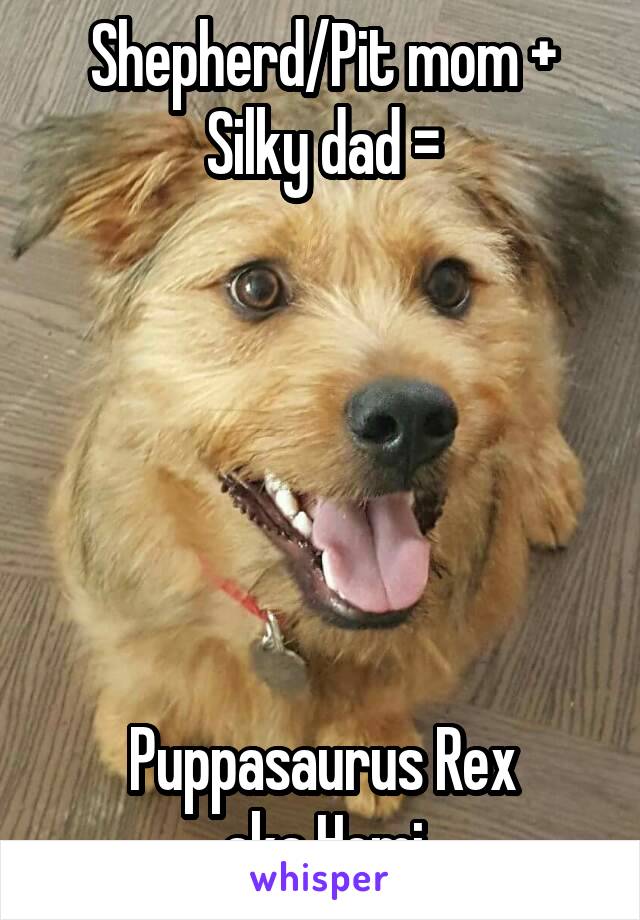 Shepherd/Pit mom + Silky dad =






Puppasaurus Rex
aka Hemi