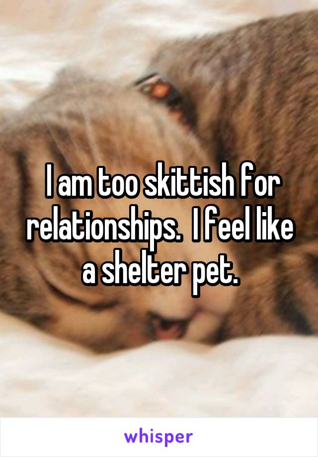  I am too skittish for relationships.  I feel like a shelter pet.