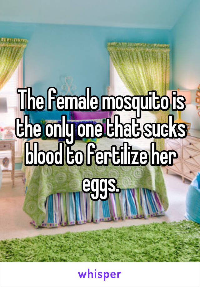 The female mosquito is the only one that sucks blood to fertilize her eggs.