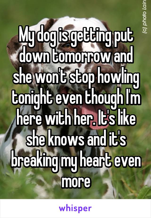 My dog is getting put down tomorrow and she won't stop howling tonight even though I'm here with her. It's like she knows and it's breaking my heart even more