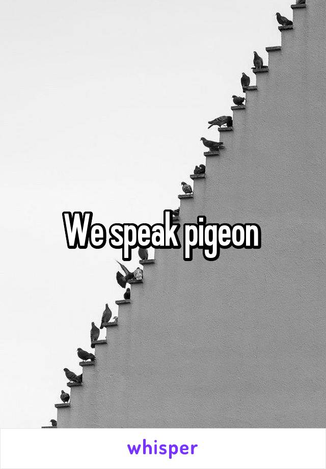 We speak pigeon 