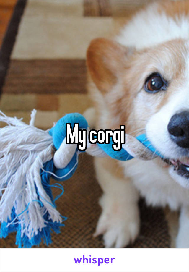 My corgi