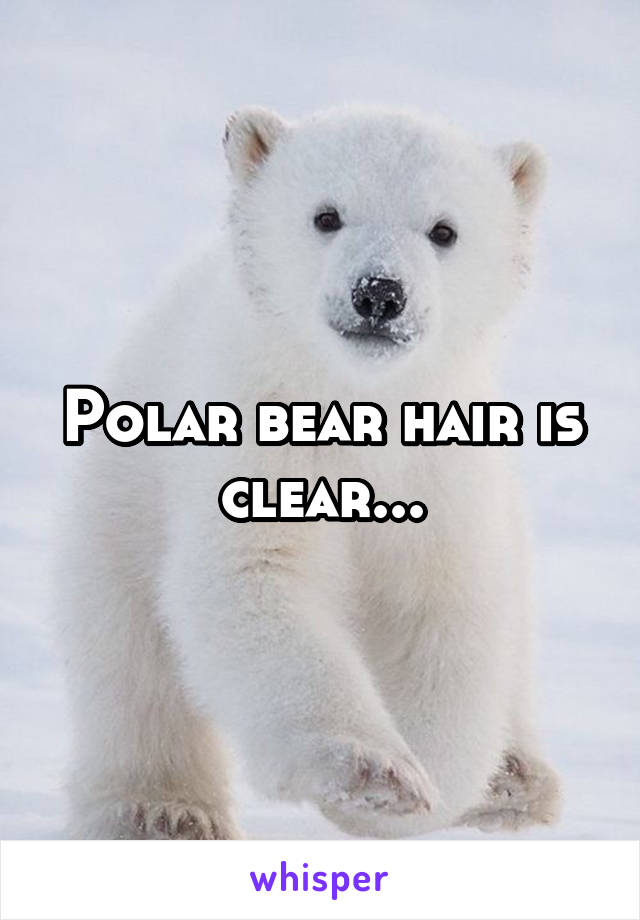 Polar bear hair is clear...