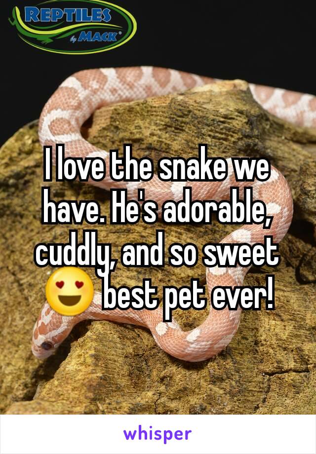 I love the snake we have. He's adorable, cuddly, and so sweet 😍 best pet ever!