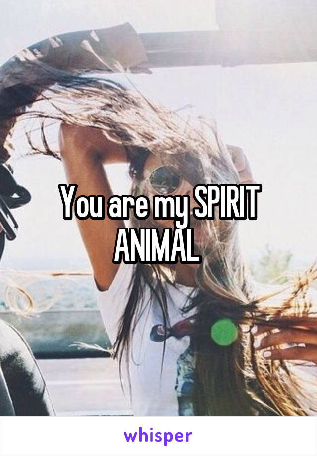 You are my SPIRIT ANIMAL 