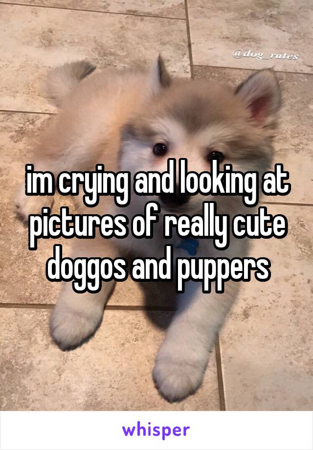 im crying and looking at pictures of really cute doggos and puppers