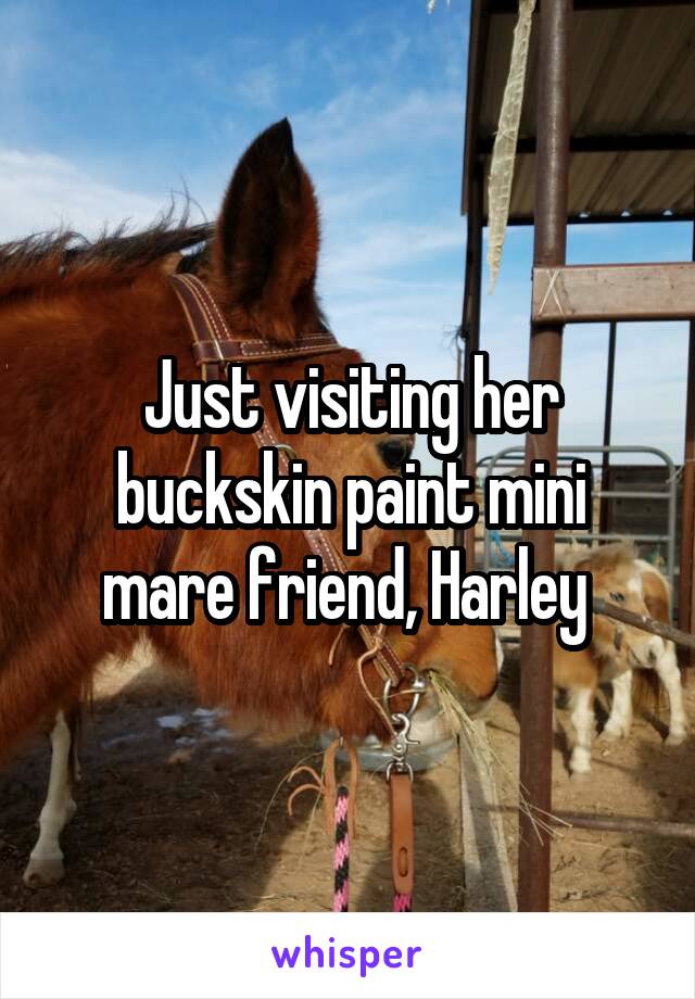 Just visiting her buckskin paint mini mare friend, Harley 