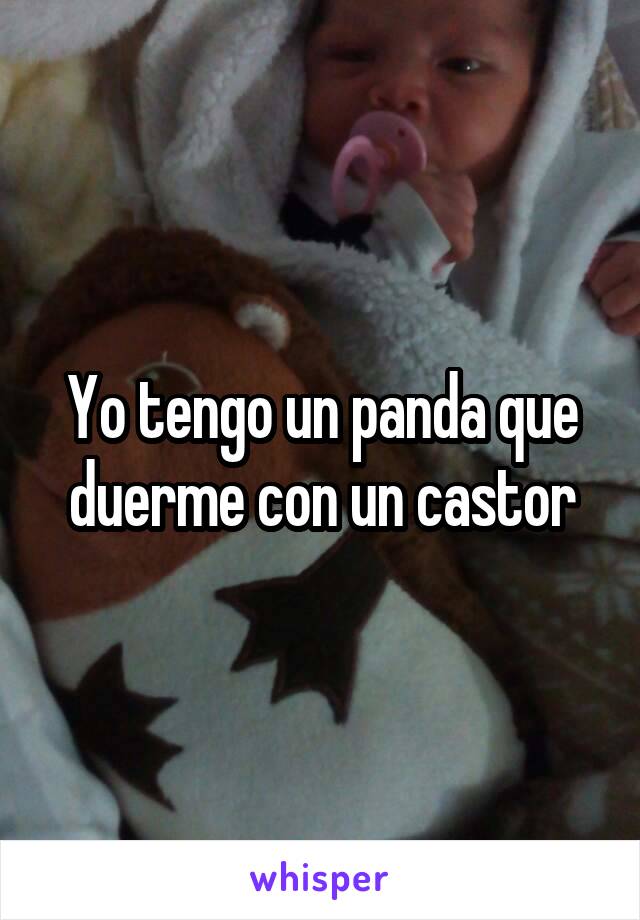 Yo tengo un panda que duerme con un castor