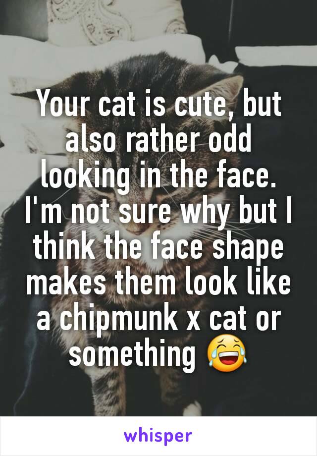 Your cat is cute, but also rather odd looking in the face. I'm not sure why but I think the face shape makes them look like a chipmunk x cat or something 😂