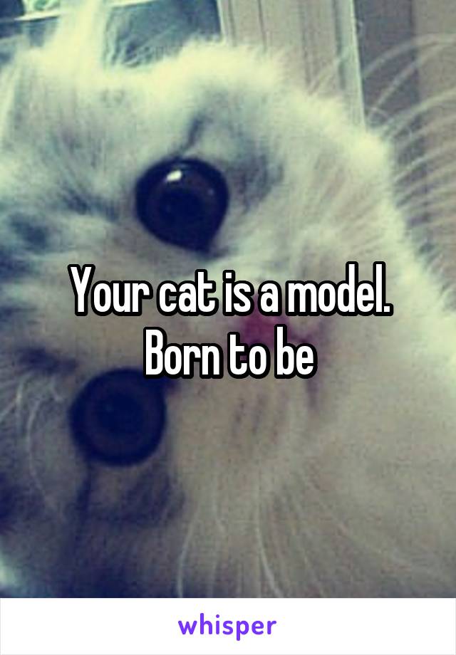 Your cat is a model. Born to be