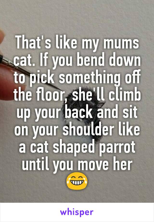 That's like my mums cat. If you bend down to pick something off the floor, she'll climb up your back and sit on your shoulder like a cat shaped parrot until you move her 😂